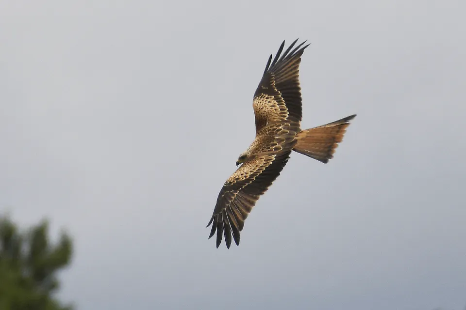 Milvus milvus