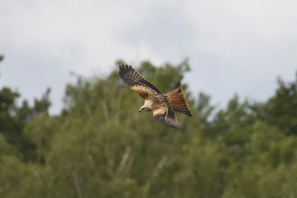 Milvus milvus