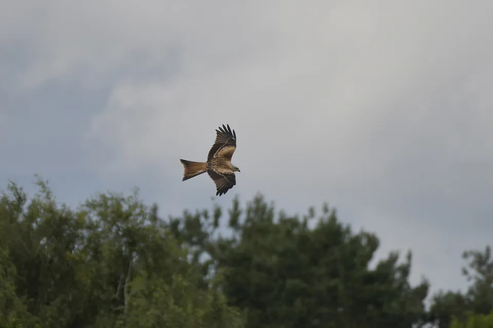 Milvus milvus