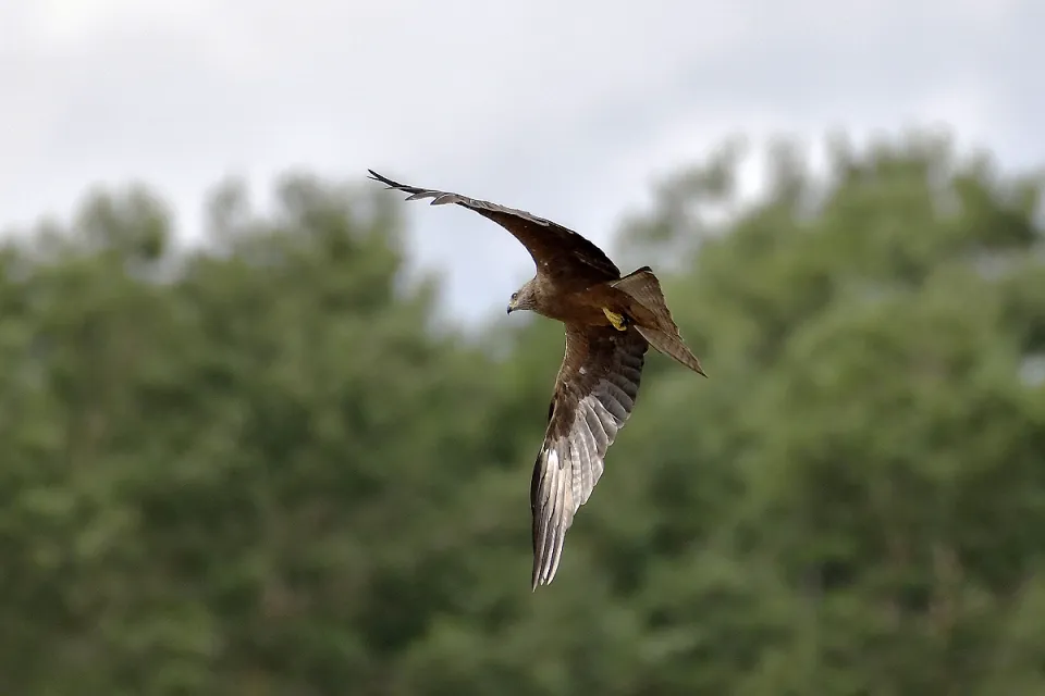 Milvus milvus