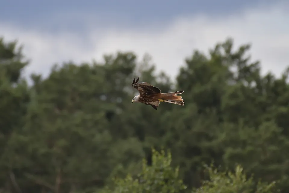 Milvus milvus