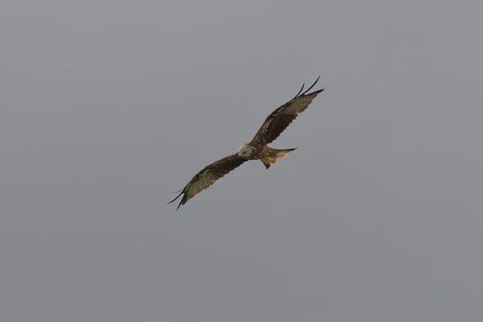 Milvus milvus