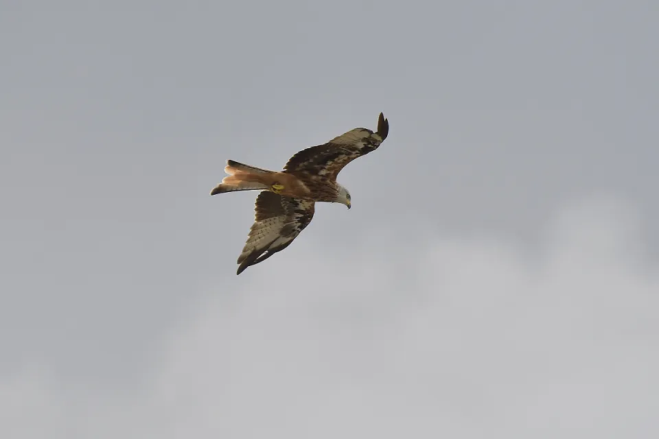 Milvus milvus