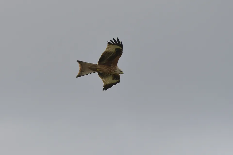 Milvus milvus