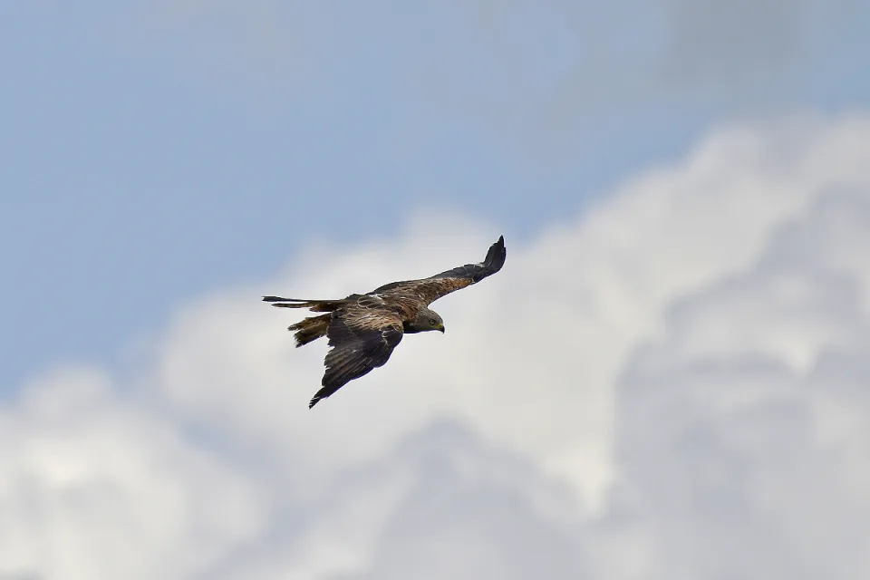 Milvus milvus