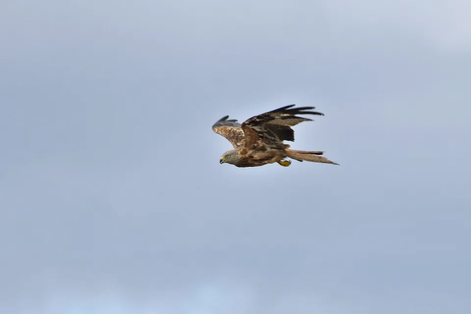 Milvus milvus