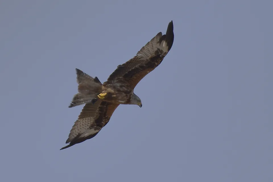 Milvus milvus