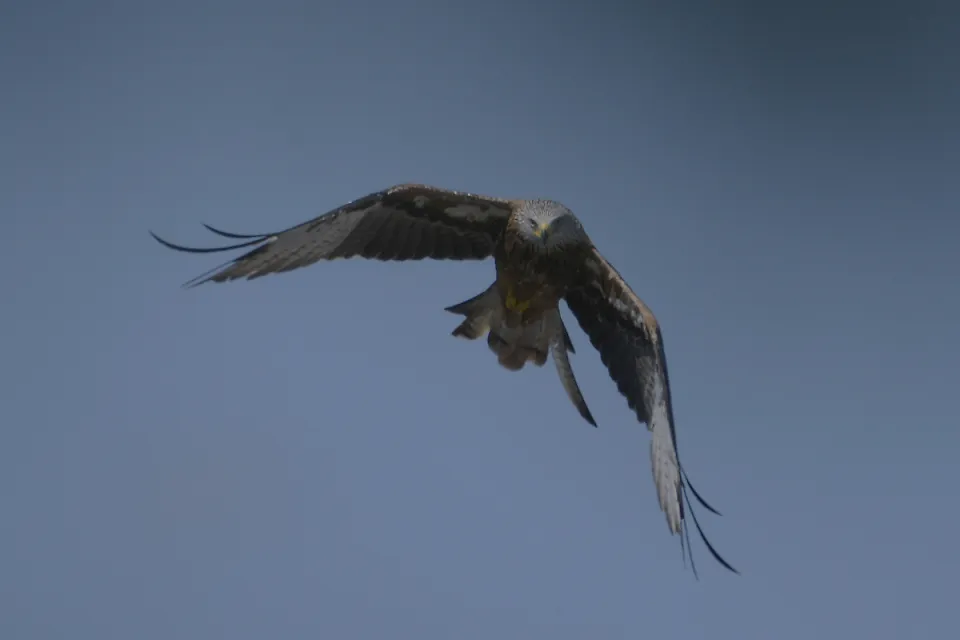 Milvus milvus
