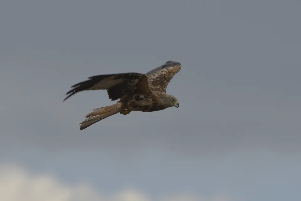 Milvus milvus