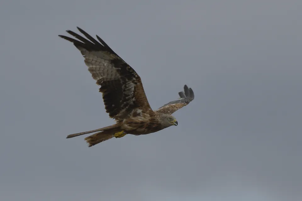 Milvus milvus