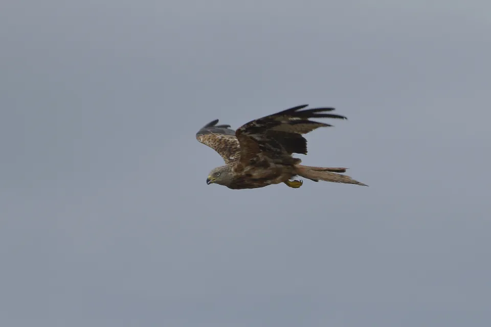 Milvus milvus