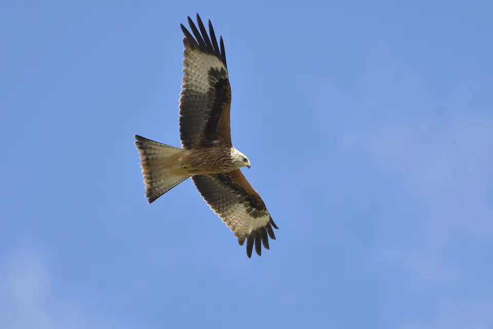 Milvus milvus