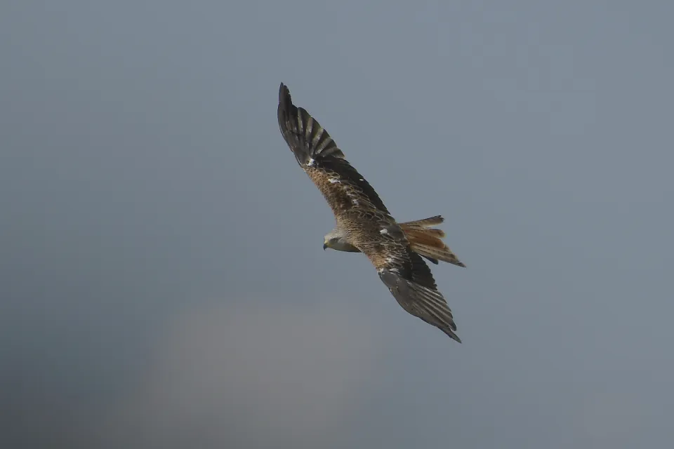 Milvus milvus