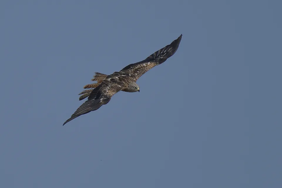 Milvus milvus