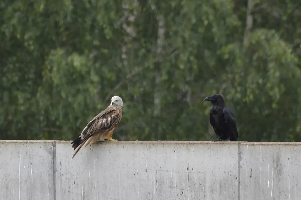 Milvus milvus