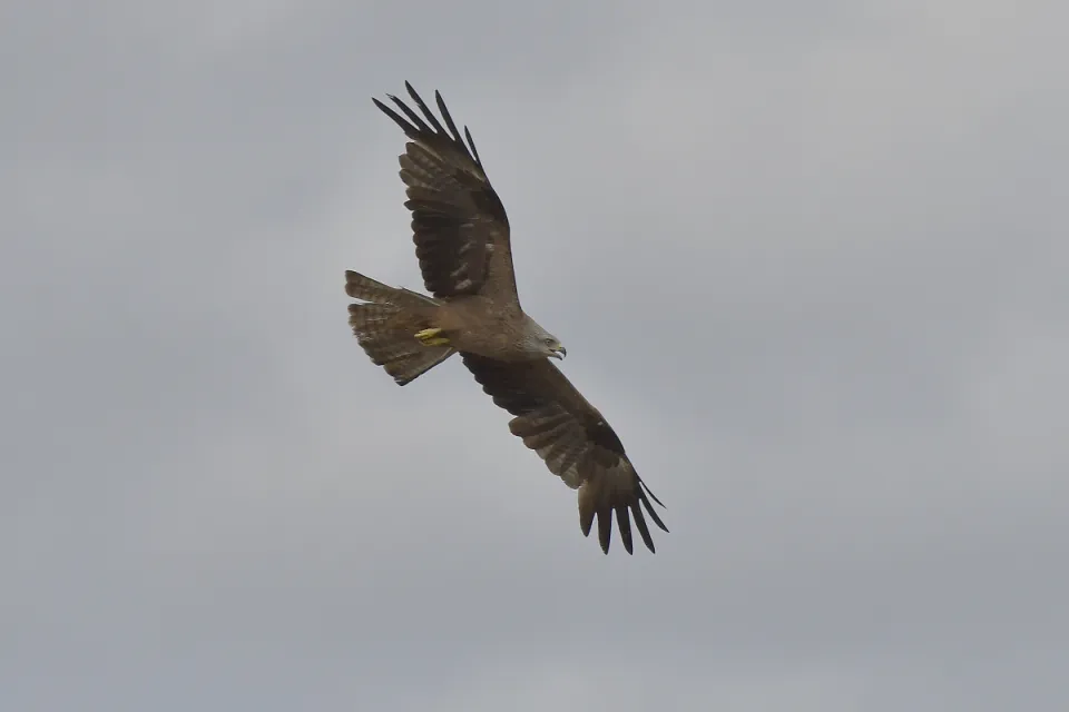 Milvus migrans