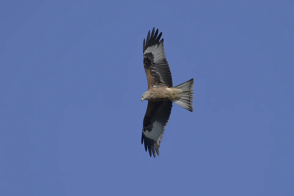 Milvus milvus