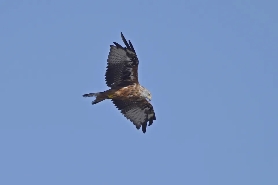 Milvus milvus
