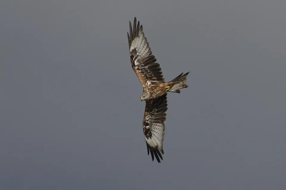 Milvus milvus