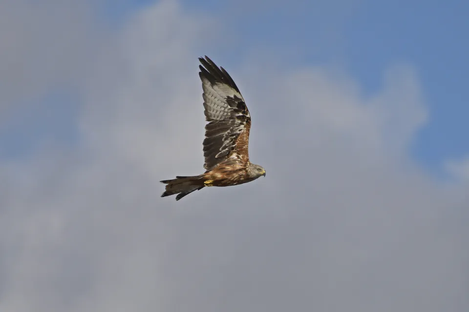 Milvus milvus