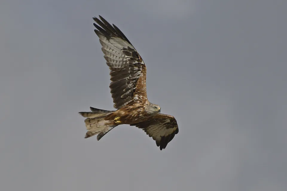 Milvus milvus