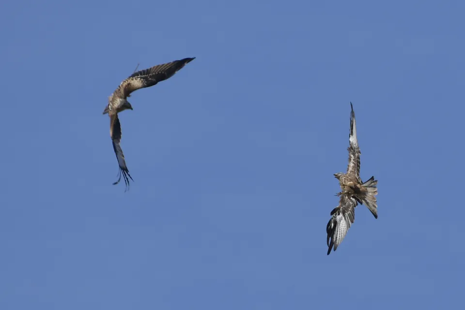 Milvus milvus