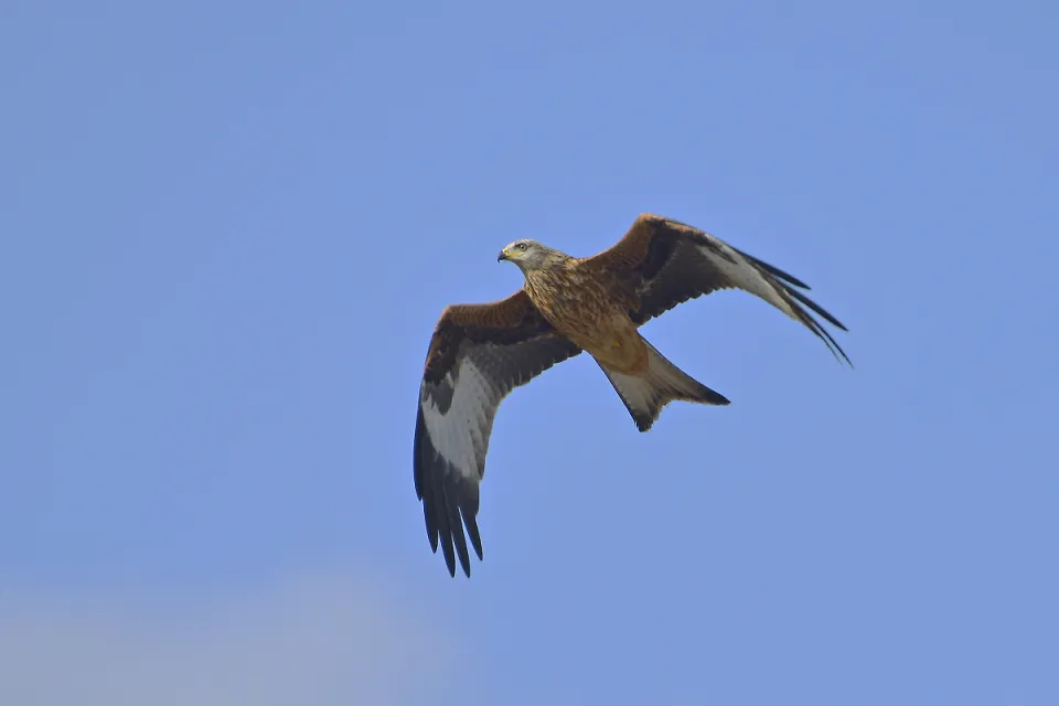 Milvus milvus