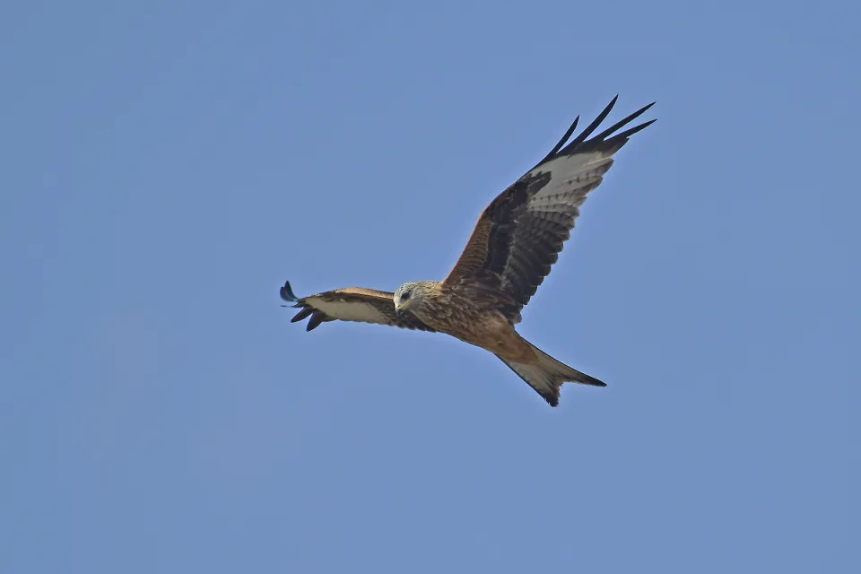 Milvus milvus