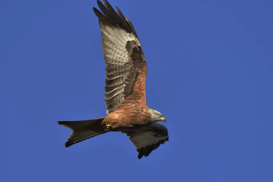 Milvus milvus