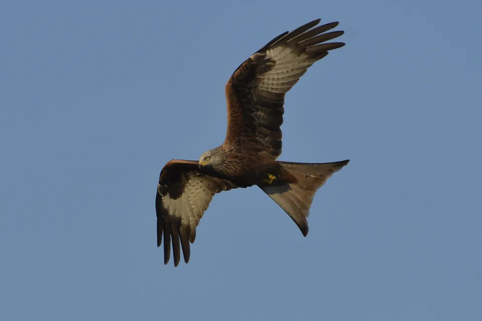 Milvus milvus