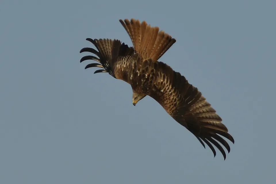Milvus milvus