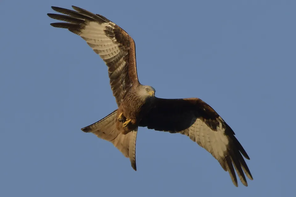 Milvus milvus