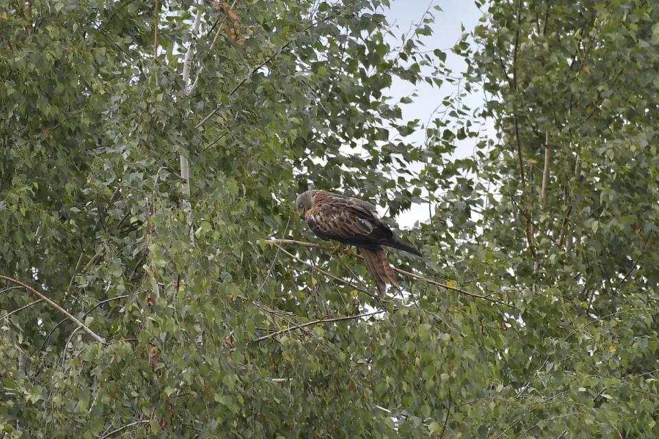 Milvus milvus