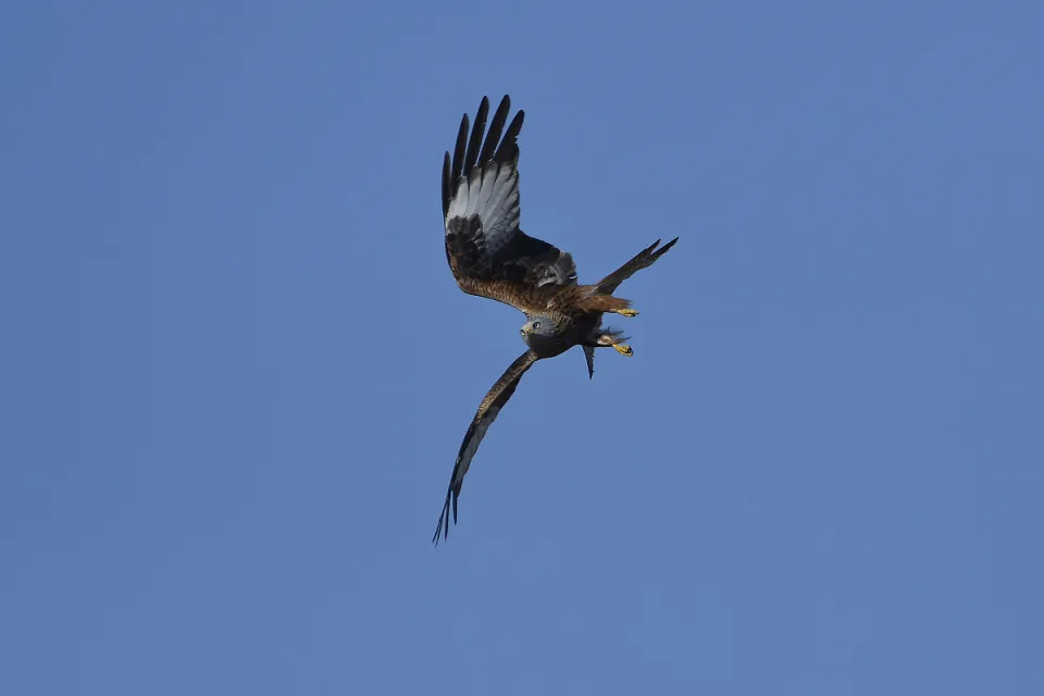 Milvus milvus