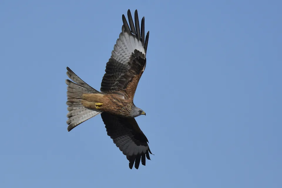 Milvus milvus