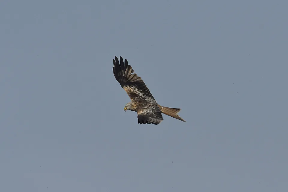 Milvus milvus
