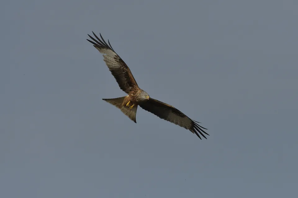 Milvus milvus