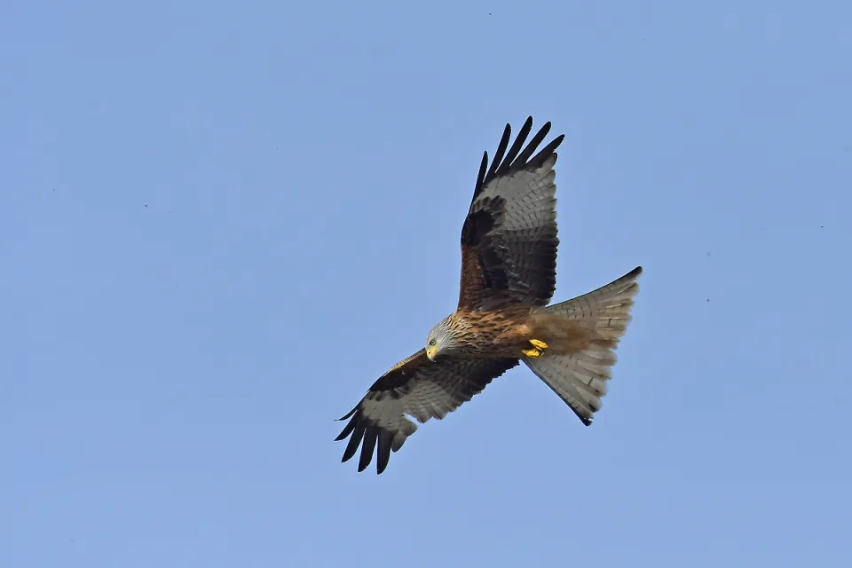 Milvus milvus