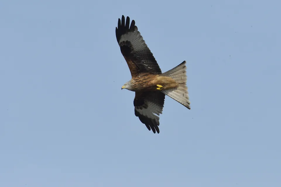 Milvus milvus