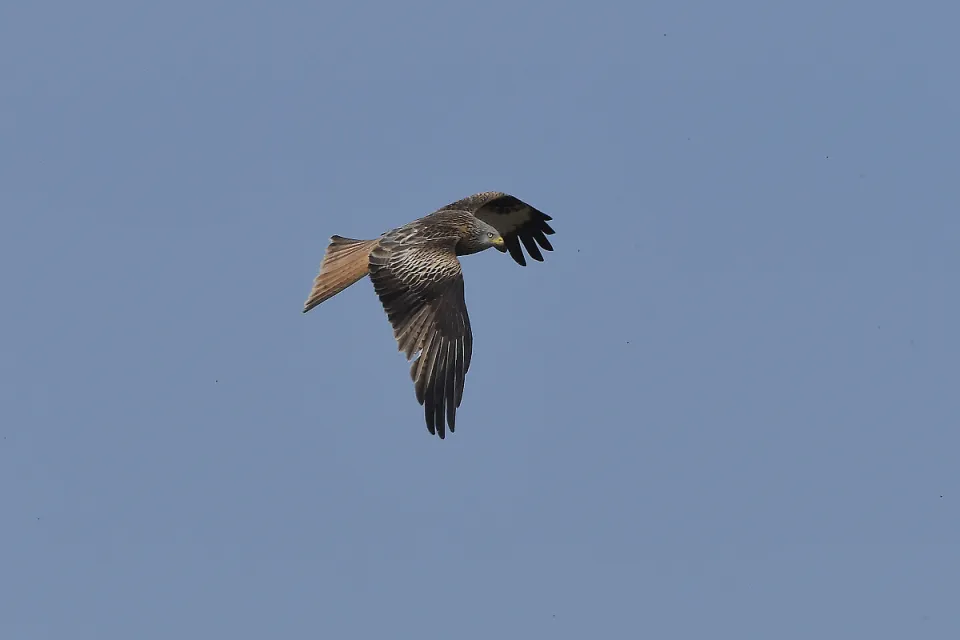 Milvus milvus