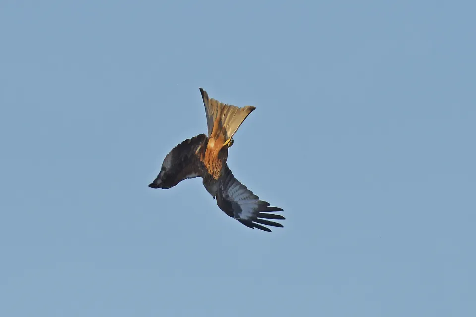 Milvus milvus