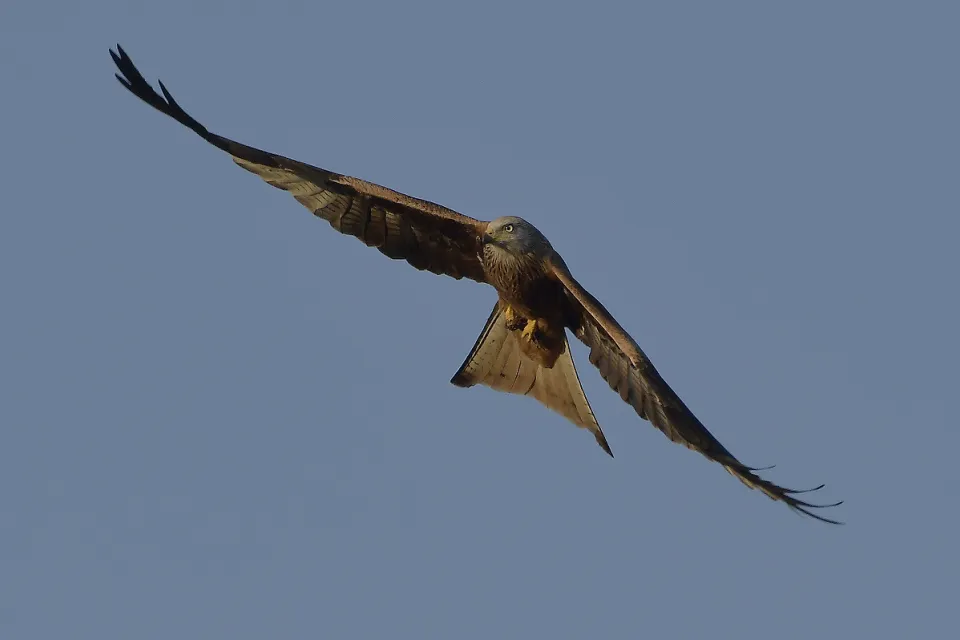 Milvus milvus