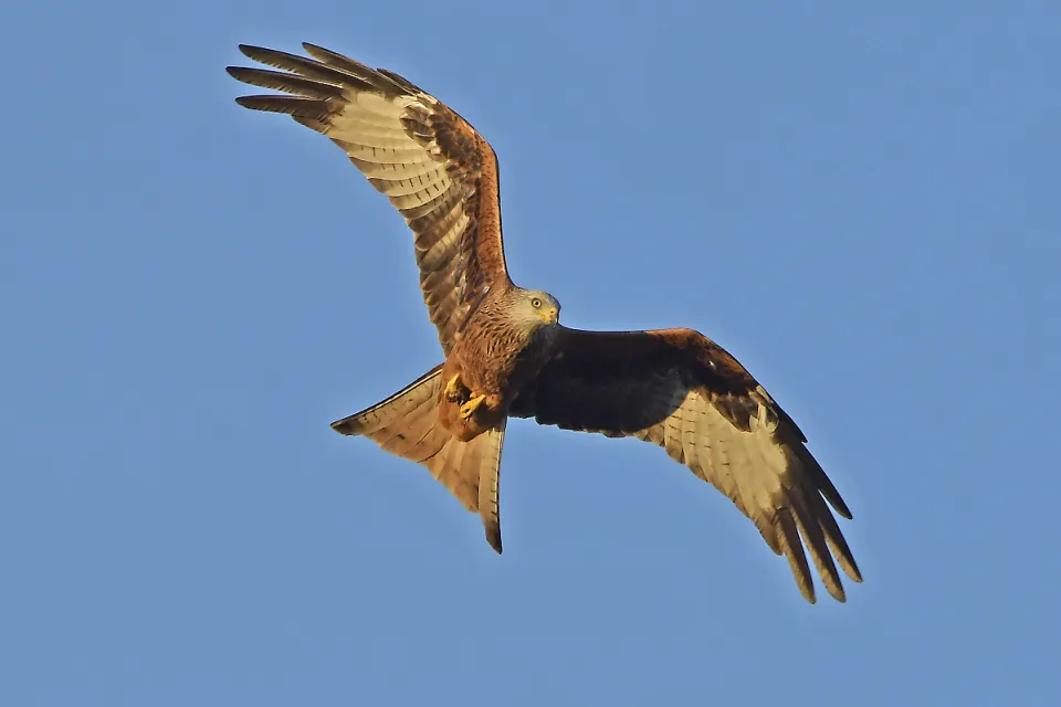 Milvus milvus