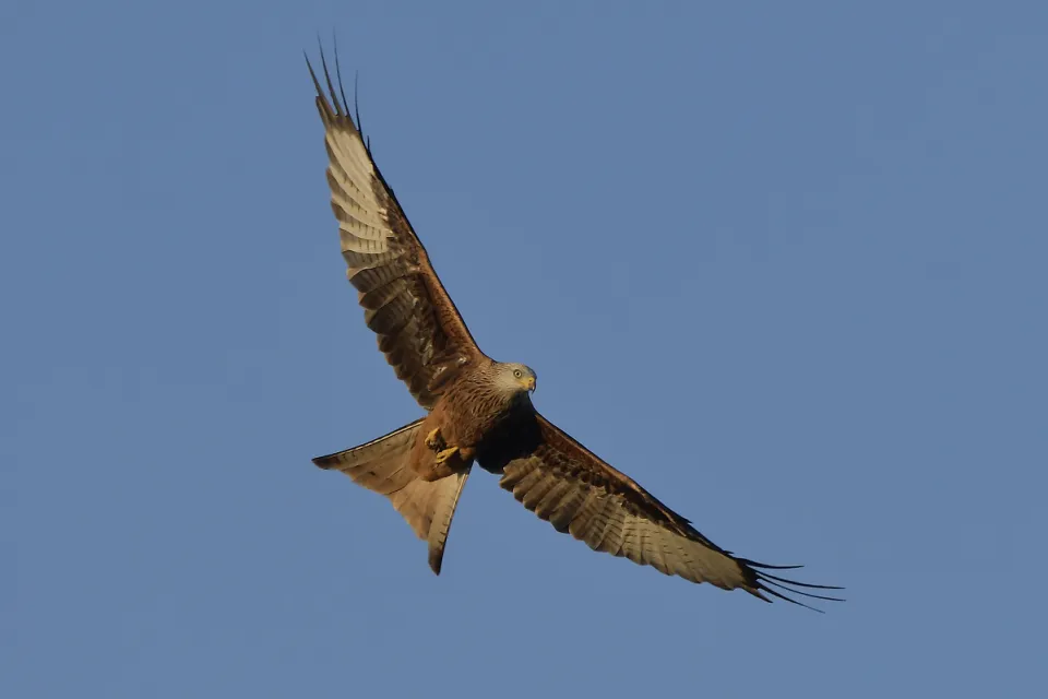 Milvus milvus