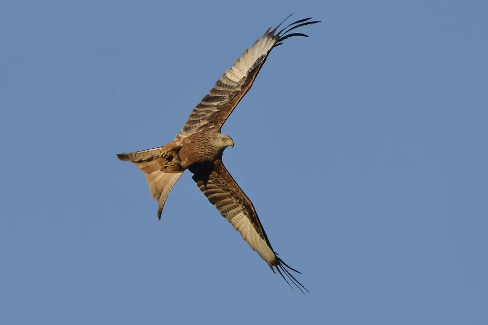 Milvus milvus