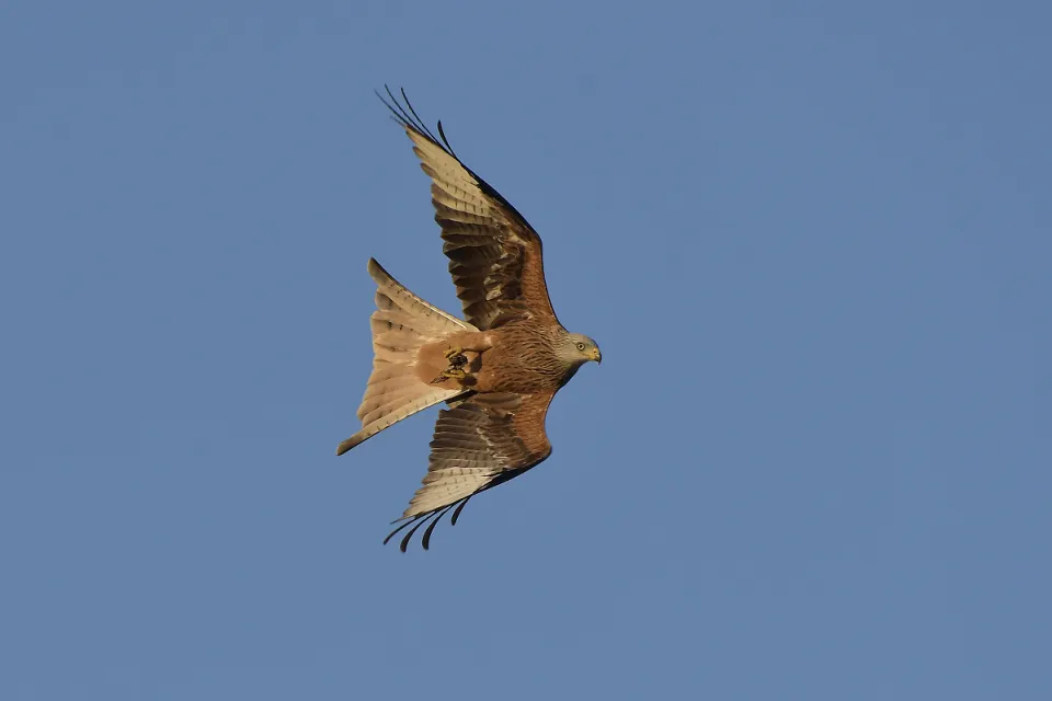 Milvus milvus
