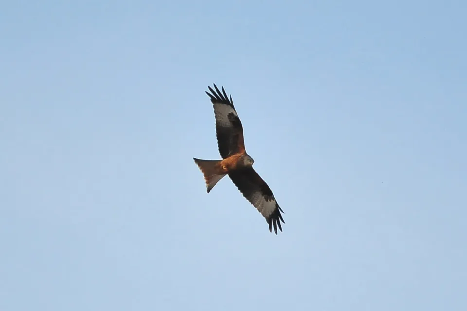 Milvus milvus