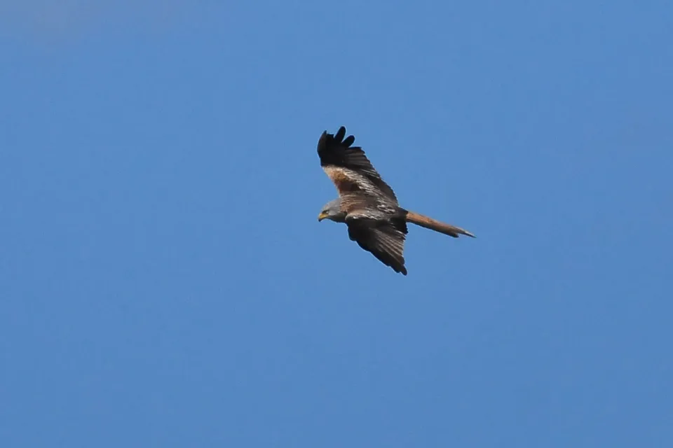 Milvus milvus