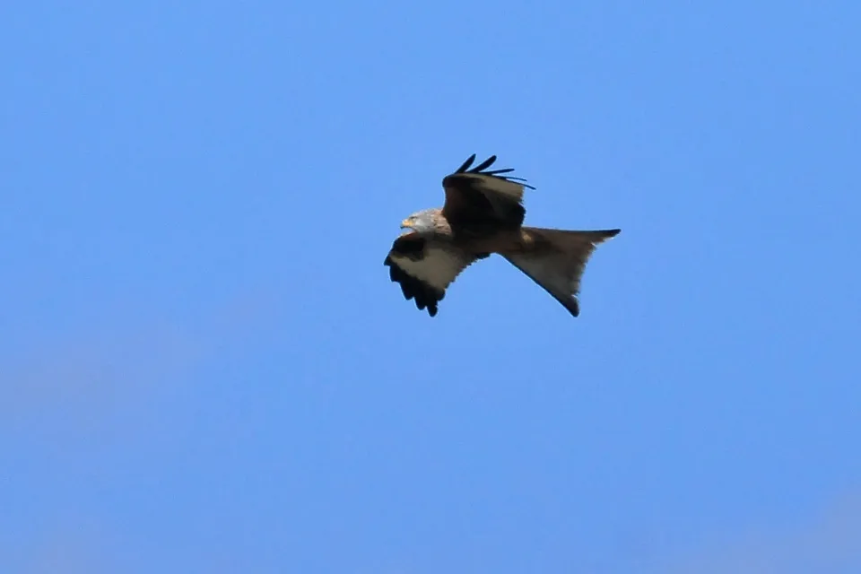 Milvus milvus