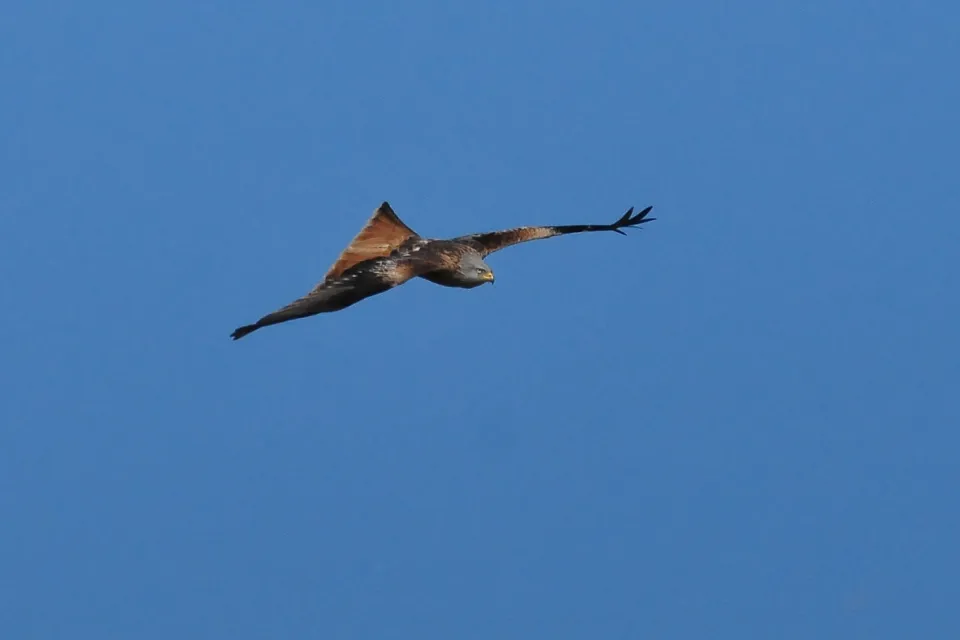 Milvus milvus
